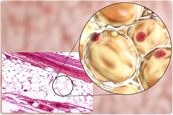 White adipose tissue, light micrograph and 3D illustration, hematoxilin and eosin staining, magnification 100x. Fat cells (adipocytes) have large lipid droplet which remains unstained. Image Credit: Kateryna Kon / Shutterstock